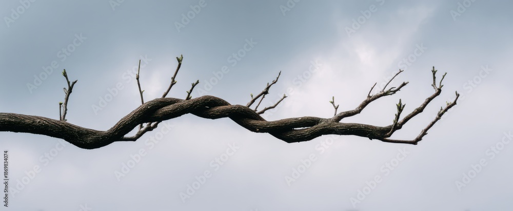 Fototapeta premium twisted tree branch rising against a gentle sky representing resilience in purity