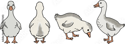 Cute White Goose Character Set, Vector Farm Birds Collection