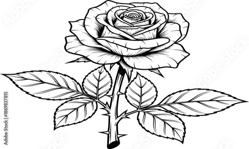 A detailed line drawing of a single rose with leaves and stem