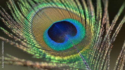 Wallpaper Mural Close-up Macro View of a Peacock Feather Eye Torontodigital.ca