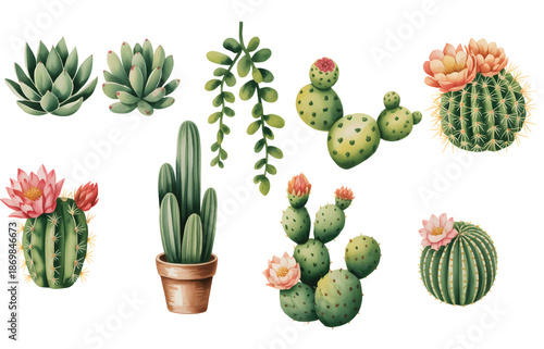 Natural cactus and succulent plants with blossoms in hand-painted watercolor style.