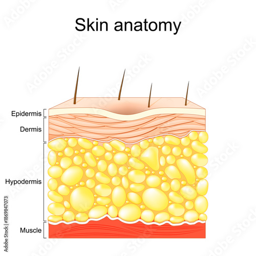 Skin anatomy. Layers of the human skin. Cross section of skin with Epidermis, Dermis, Hypodermis and Muscle tissue.