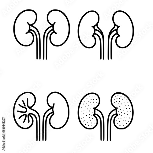 4 kidney illustration icons in outline style, transparent background