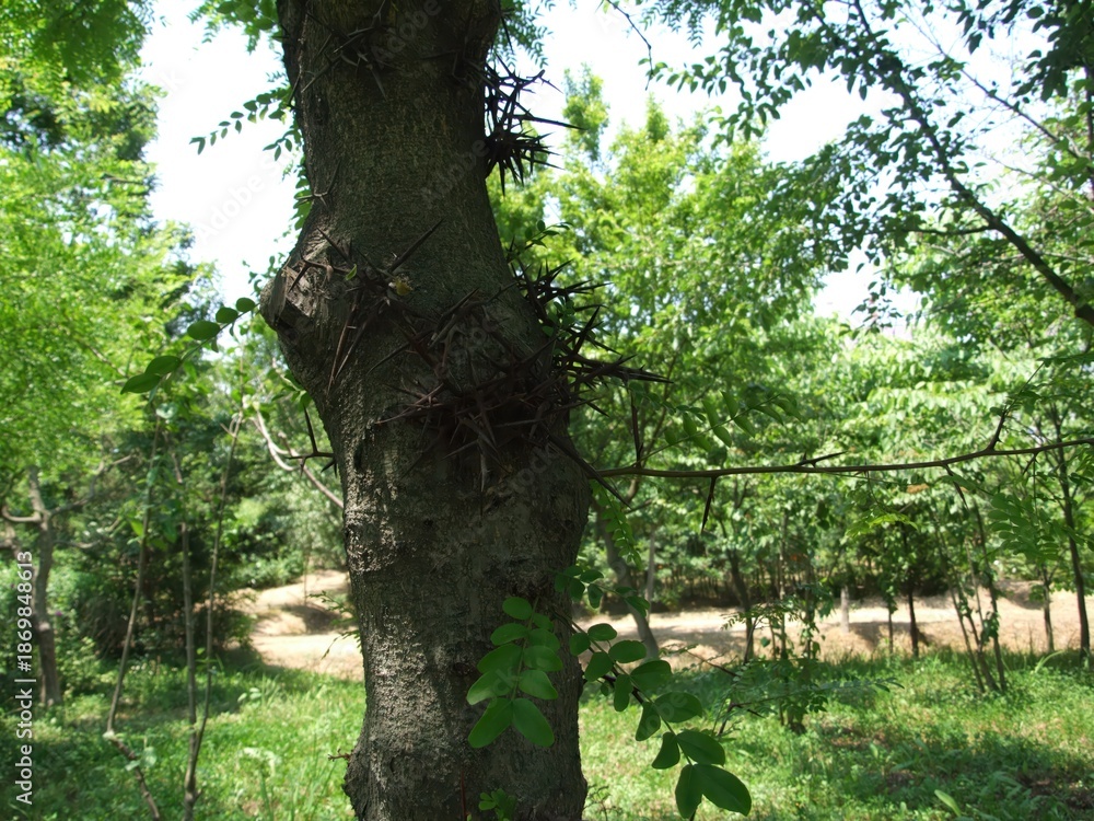 Fototapeta premium Gleditsia japonica Miq. of Fabaceae features pale yellow flowers and pinnate leaves. This is an authentic optical photography captured on location.