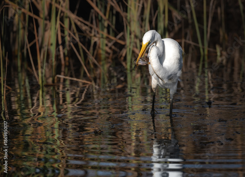 Great Egret catching Perch in Marsh