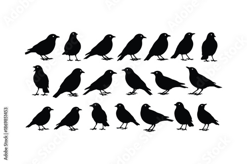 Silhouette of multiple birds in various poses and directions