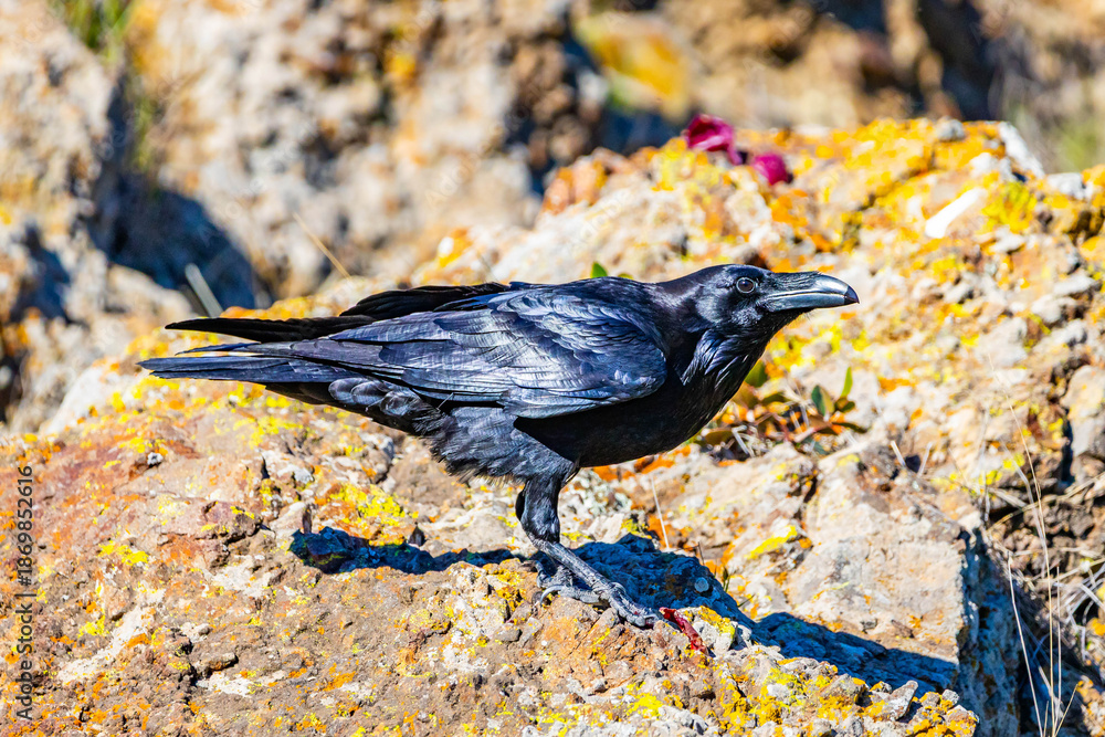 Fototapeta premium Common Raven Close Up Portrait Santa Cruz Island
