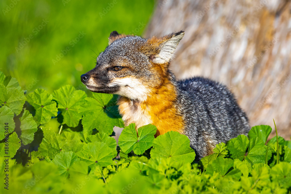 Fototapeta premium Island Fox Close Up Portrait Santa Cruz Island