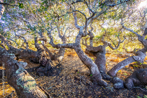 Bild auf Leinwand Stunted Coast Live Oak Trees Along Elfin Forest Trail