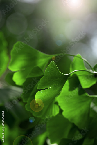 Close-up of Ginkgo biloba leaves back lit. Beautiful ginkgo biloba leaves lit...