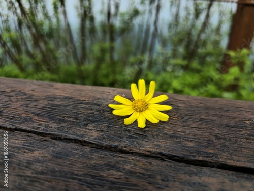 Single yellow wildflower placed on a weathered wooden bench, creating a minimal and peaceful nature composition with soft background greenery.