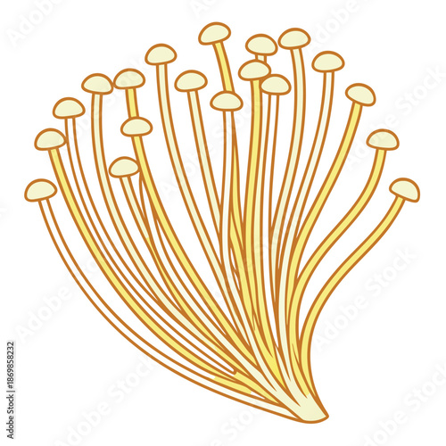 Enoki mushroom vector on white backgro