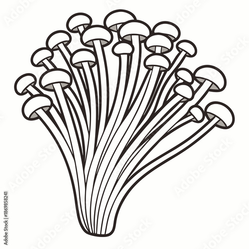 Enoki mushroom vector on white backgro