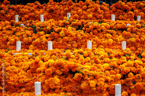Photos Mexican marigold cempasuchil orange flowers