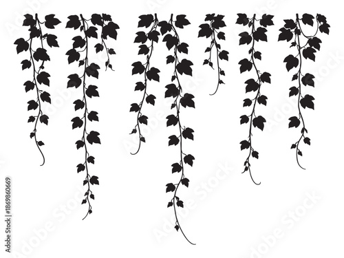 Silhouette of hanging ivy vine leaves isolated vector illustration