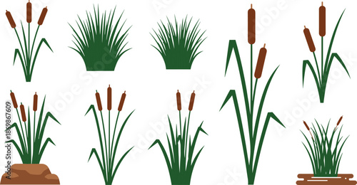 Set of green cattails, aquatic reeds, marsh grasses, and pond plants, isolated on white background for landscape and garden design.