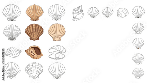 Collection of different sea shell illustrations in various shapes and colors including both detailed drawings and outlines.