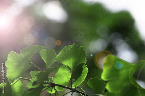 Vibrant green leaves glow in warm sunlight, with lens flare and bokeh creatin...