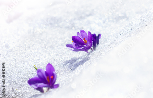 Purple spring crocus flowers (Crocus heuffelianus) blooming through snow in bright sunlight on blurred snow background with copy space