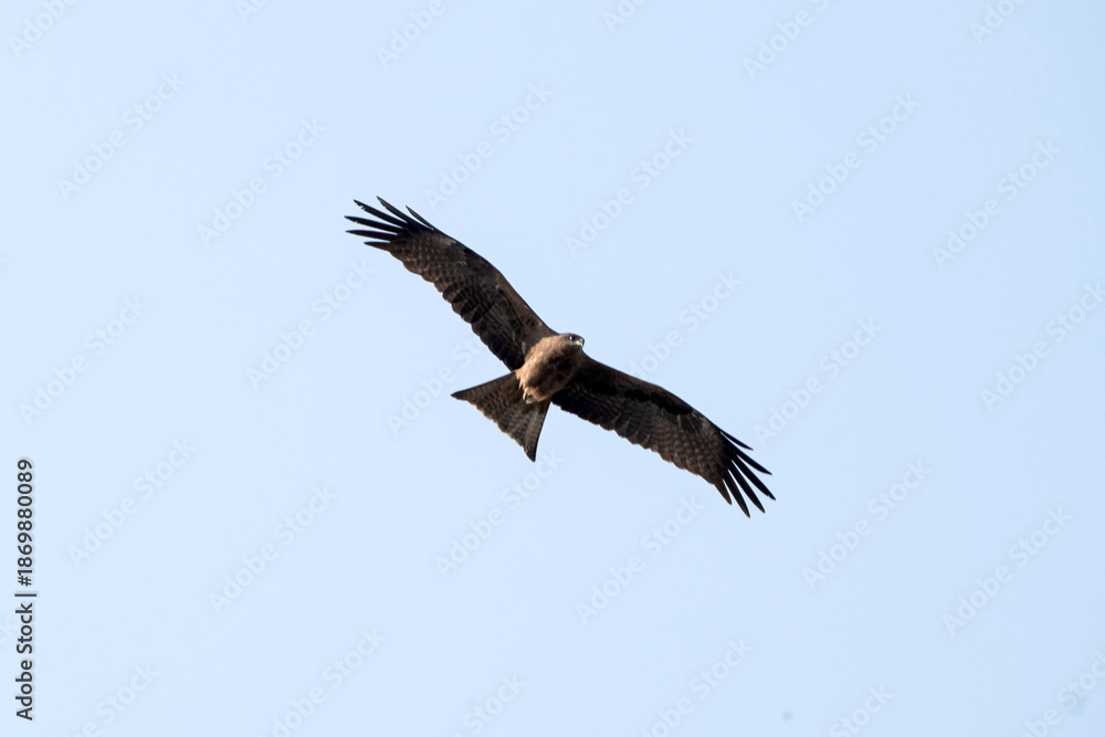 Obraz premium Karachi, Pakistan - Black kite Milvus migrans flying on Karachi sky