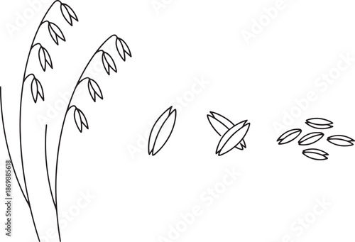 Black and white line of a plant with elongated seed pods and scattered seeds also transparent background