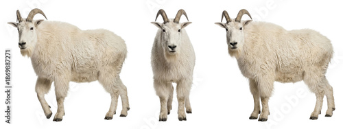 Mountain goat isolated on transparent background