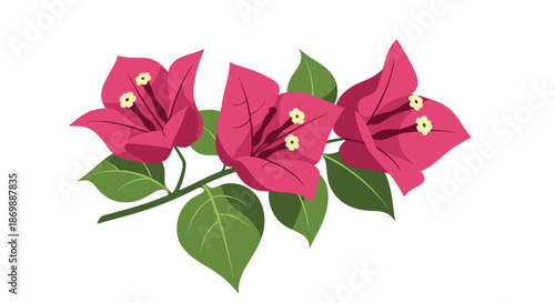 Beautiful pink bougainvillea flowers on a branch with green leaves isolated on a plain white background for design.