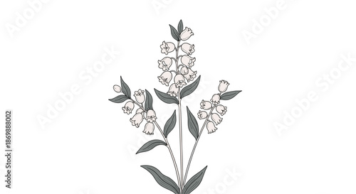 Elegant illustration of lily of the valley flowers with delicate white bell-shaped blooms and long green leaves on white.