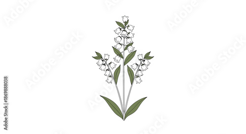 Delicate illustration of lily of the valley stems with white bell-shaped flowers and dark green leaves on a white background.