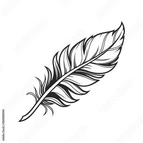 feather on white background