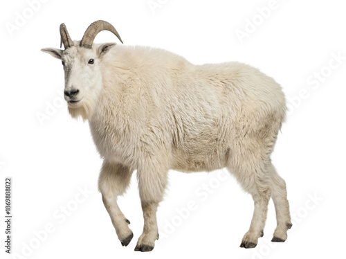 Foto Mountain goat walking, side view, isolated on transparent background (PNG)