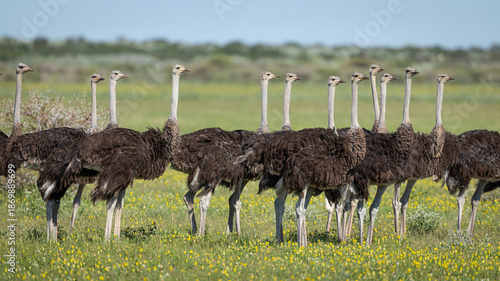 Konstfotografi A group of Ostrich (Struthio camelus) stand in a meadow in Botswana's Central Kalahari Game Reserve