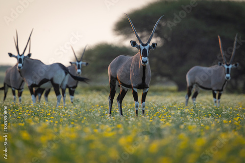 Fotografi Oryx or Gemsbok (Oryx leucoryx) graze in a meadow of wildflowers in Botswana's Central Kalahari Game Reserve