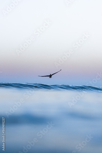Quadro em tela Minimalist ocean scene with a seabird gliding above soft blue waves at dawn, sho