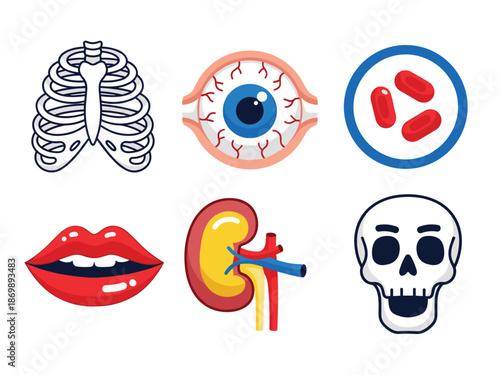 Human Anatomy Vector Illustrations for Medical and Educational Use