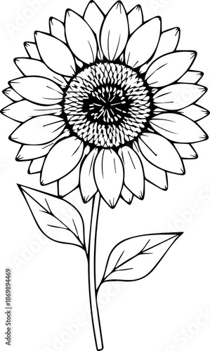 Elegant sunflower illustration with delicate linework, perfect for summer designs, botanical themes, and natural beauty projects, originally a vector graphic