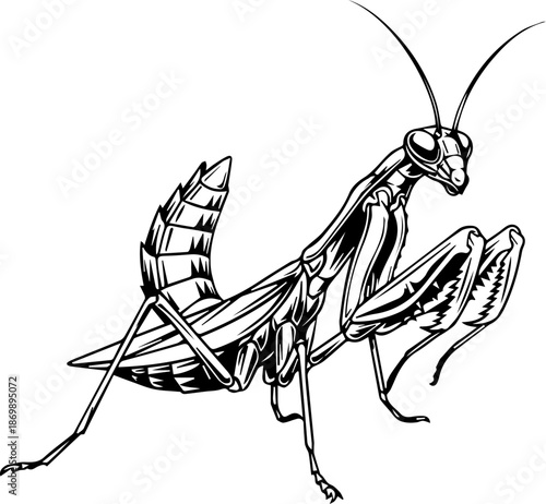 Detailed praying mantis illustration in black and white is perfect for nature studies, educational materials, or entomology-themed designs with vintage charm