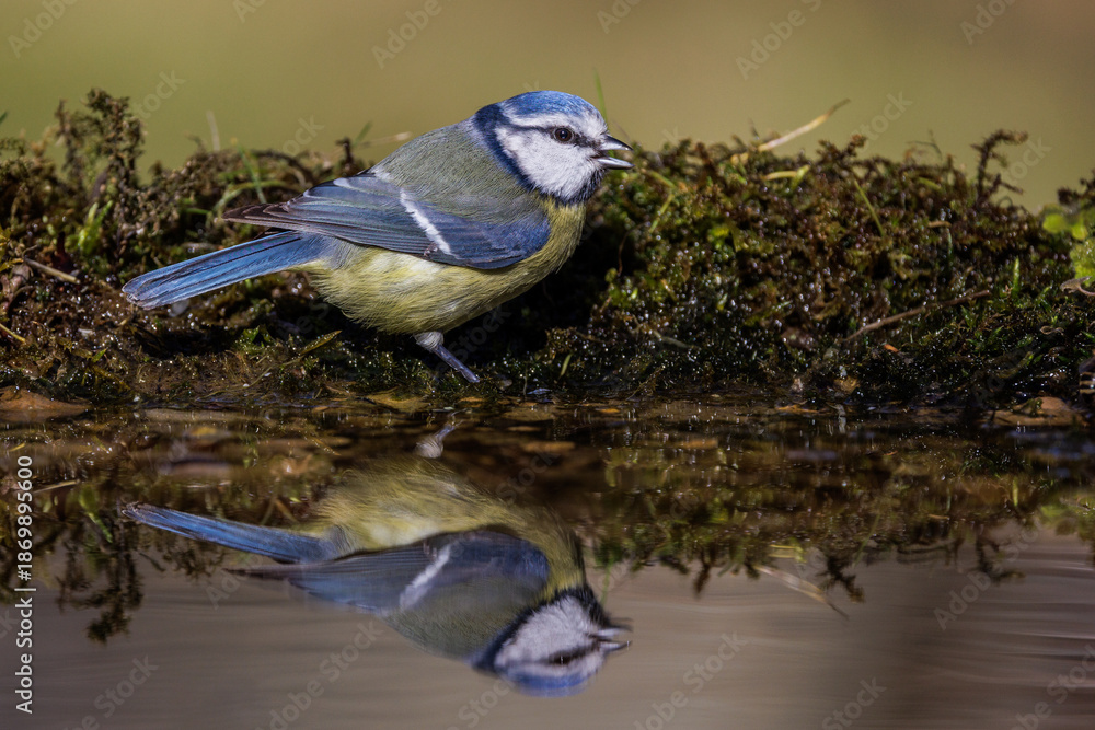 Obraz premium Blaumeise (Cyanistes caeruleus)