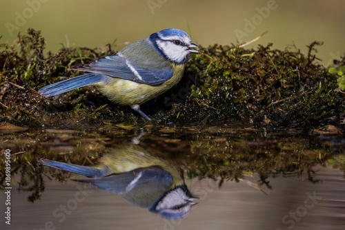 Blaumeise (Cyanistes caeruleus)