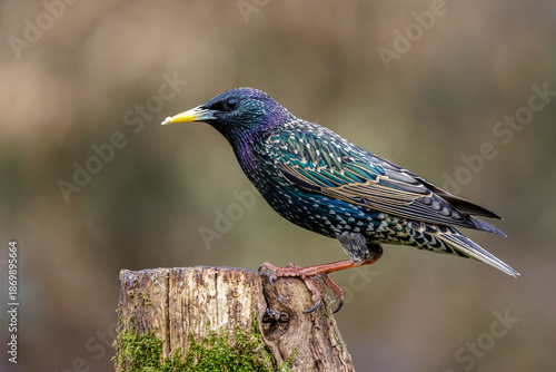 Star (Sturnus vulgaris)