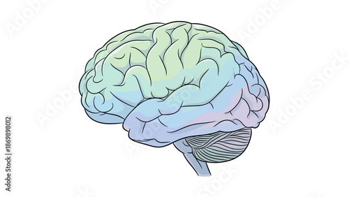Detailed anatomical illustration of the human brain, a complex organ central to thought, memory, and cognitive function, symbolizing intelligence and mental health