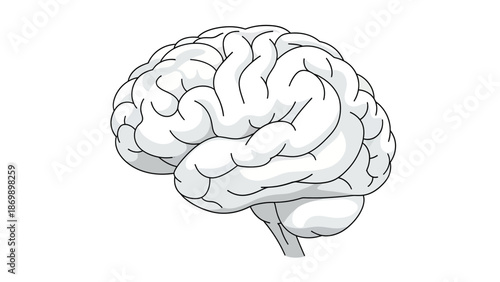 Stylized Vector Illustration of the Human Brain, Symbolizing Intelligence, Memory, and Cognitive Processes, Ideal for Educational and Scientific Concepts