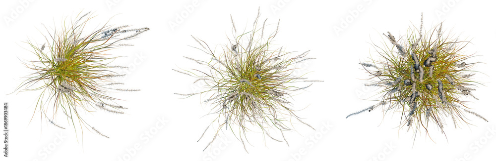 Fototapeta premium Pennisetum setaceum rubrum tree plan, top view, cutout, isolate, good for architecture visualization, Flies buzzing around, insects in flight, flying bugs