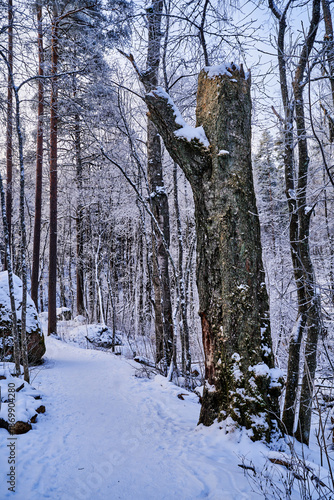 Massive trunk in forest