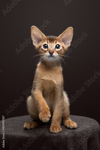 studio portrait of an abyssinian kitten sitting on brown blanket and looking at camera curiously against brown background