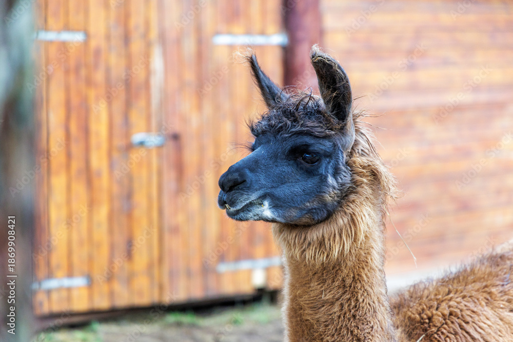 Obraz premium Profile Portrait of a Brown Llama Near Barn