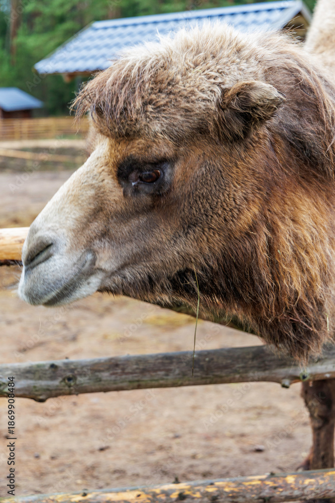 Fototapeta premium Bactrian camel portrait with thick winter coat