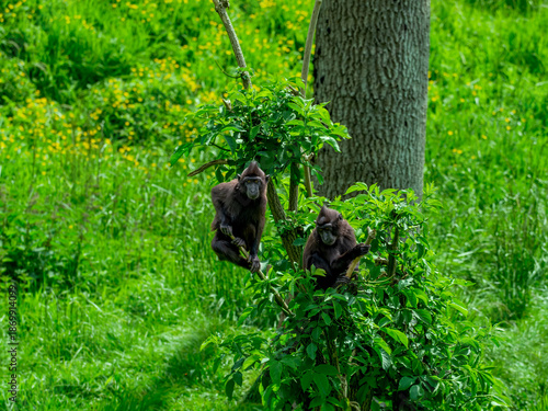 Monkeys in lush green tropical forest