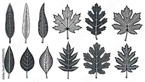 Detailed botanical sketches show a variety of tree leaves with intricate vein patterns and different organic shapes.