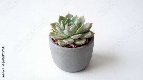 Small Green Succulent Plant in White Pot